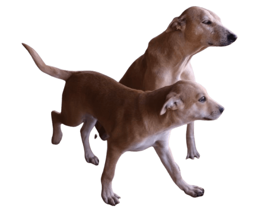 Two dogs cared for by PAWS Chennai