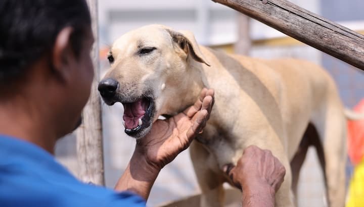 Adopt virtually