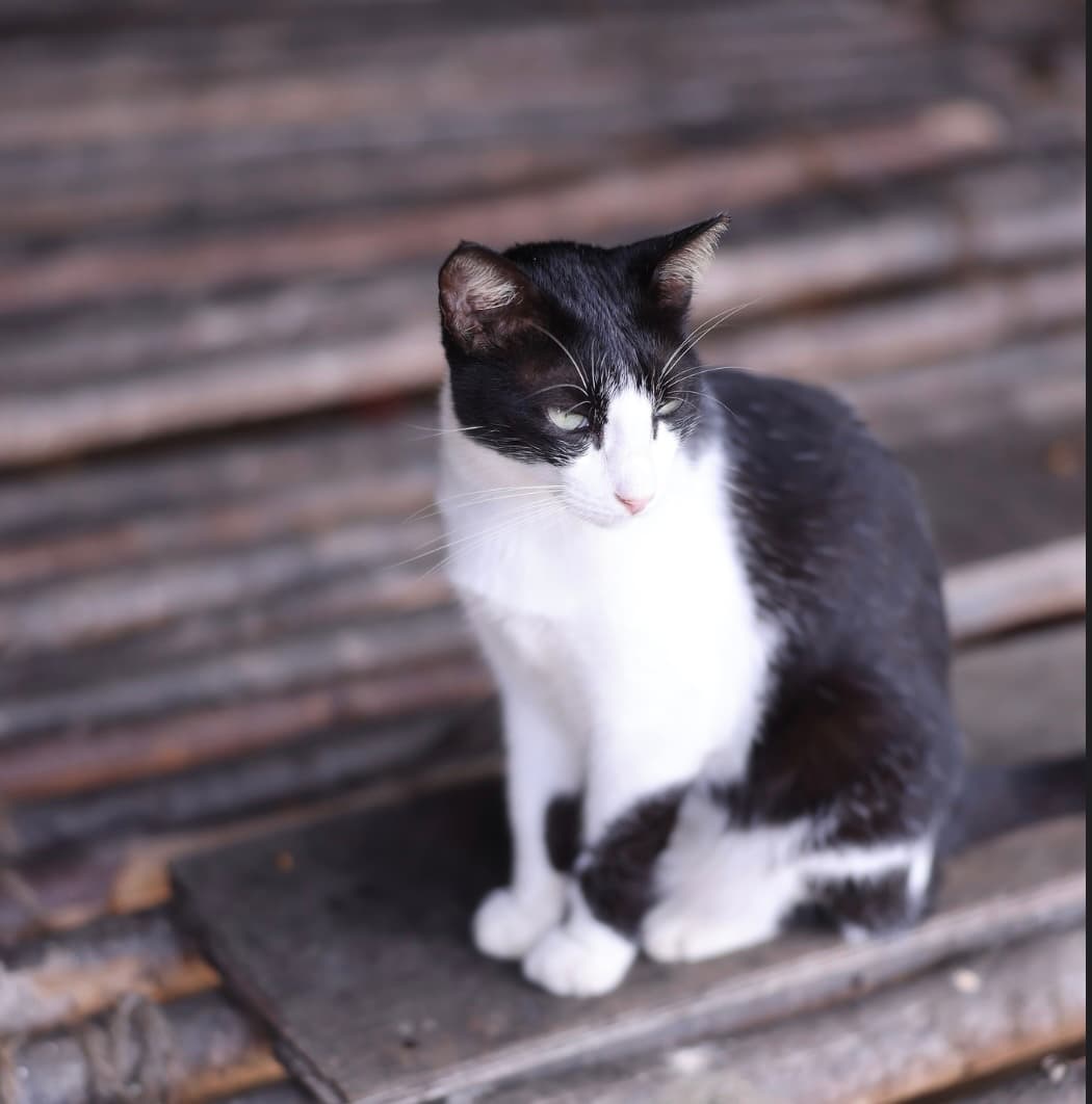 Cat at PAWS Chennai