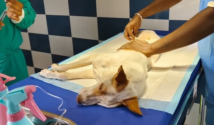 ABC surgery at PAWS Chennai clinic