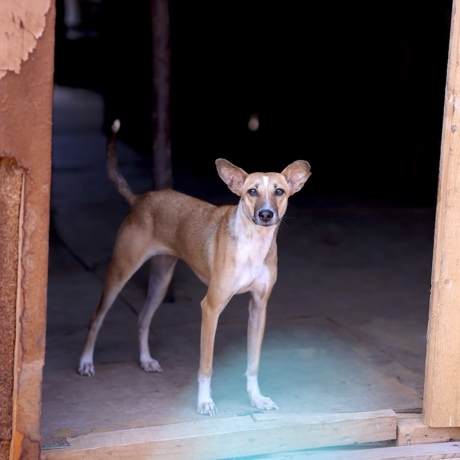 Dogs at PAWS Chennai shelter