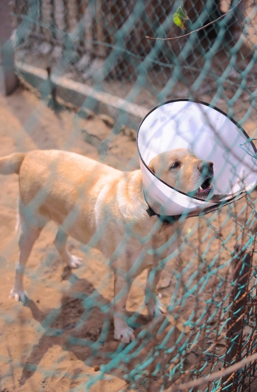 Dog recovering at PAWS Chennai