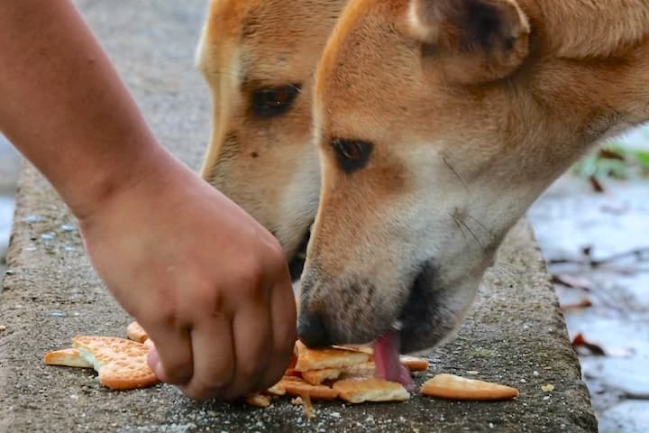 Valam (Feeding)