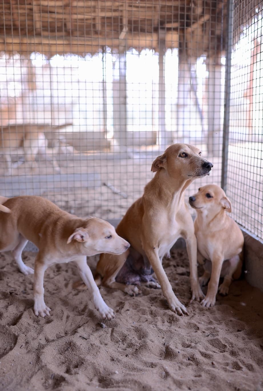 Three dogs resting together at Nalam shelter