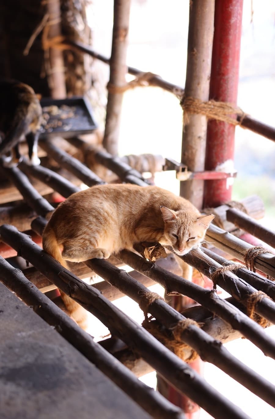 Aviary-style cat enclosure at Nalam shelter