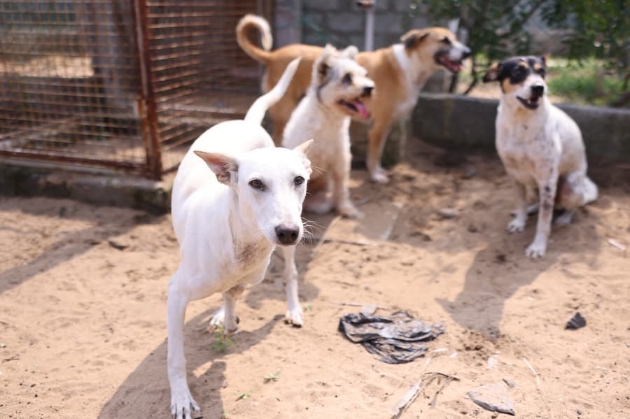 Rescued dogs in the care of PAWS Chennai