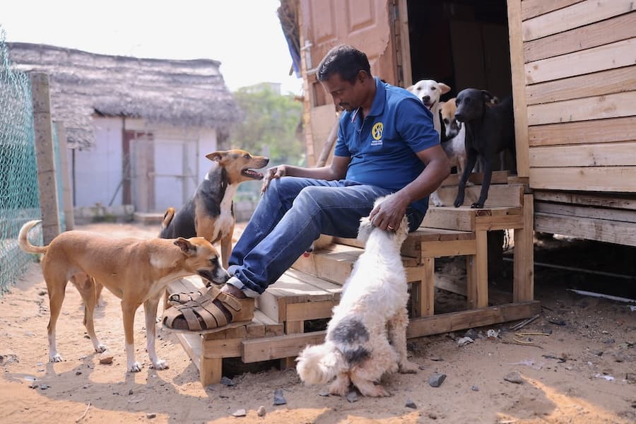 A PAWS Chennai staff member with shelter dogs