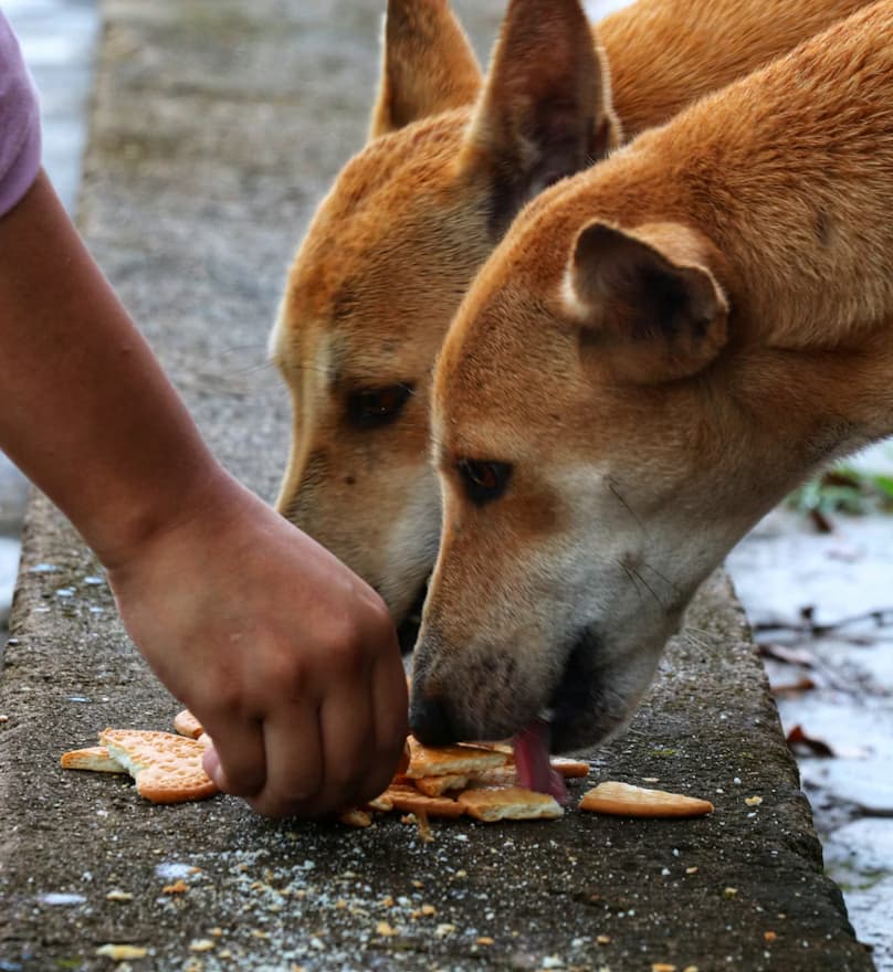 Feeding time for dogs and cats at PAWS Chennai shelter