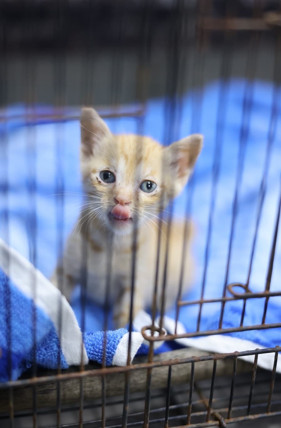 Cats gathered at feeding time inside the PAWS Chennai shelter